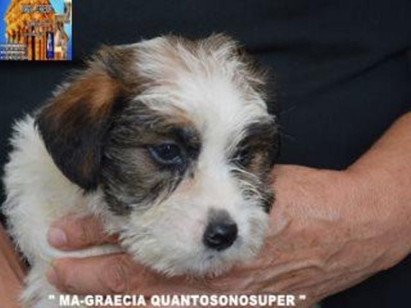 Jack Russell Terrier - Cuccioli Altamente Selezionati