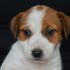 Jack Russell Terrier - Cuccioli Altamente Selezionati