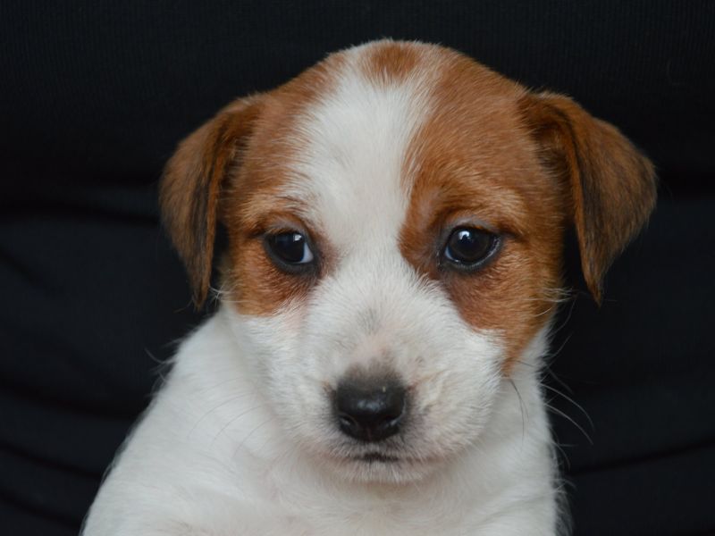 Jack Russell Terrier - Cuccioli Altamente Selezionati