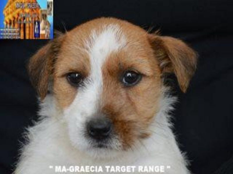 Jack Russell Terrier - Cuccioli Altamente Selezionati