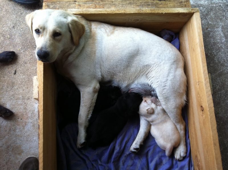 labrador cucciolini