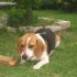 Regalo beagle 2 anni