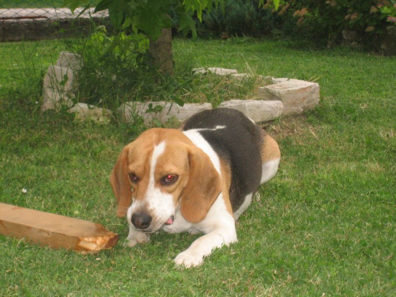 Regalo beagle 2 anni