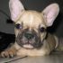 cucciole di bouledogue francese