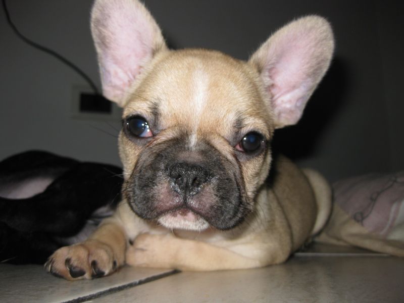 cucciole di bouledogue francese