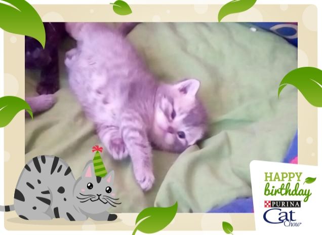 IL PICCOLO DI 25 GIORNI