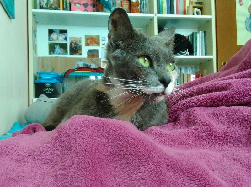 Micia tricolore grigia