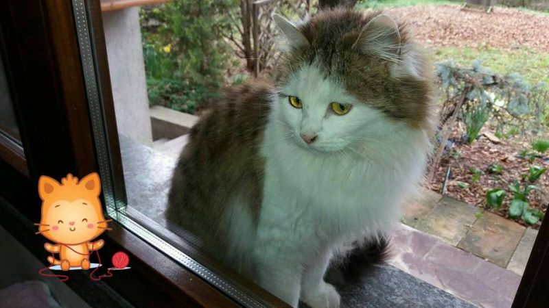 Micia a pelo lungo bianca e grigia