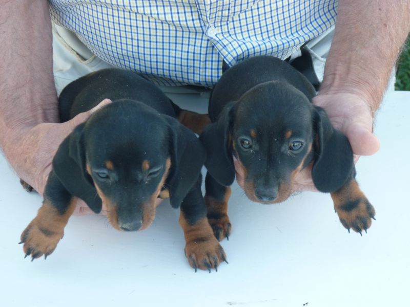 cuccioli bassotto kaninchen pelo raso