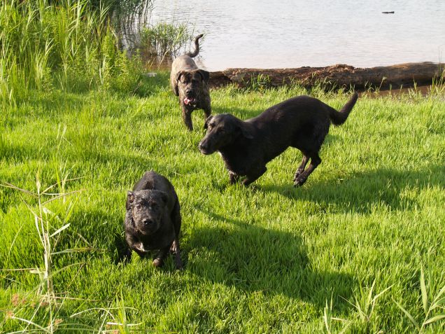 Inseguimento a catena 