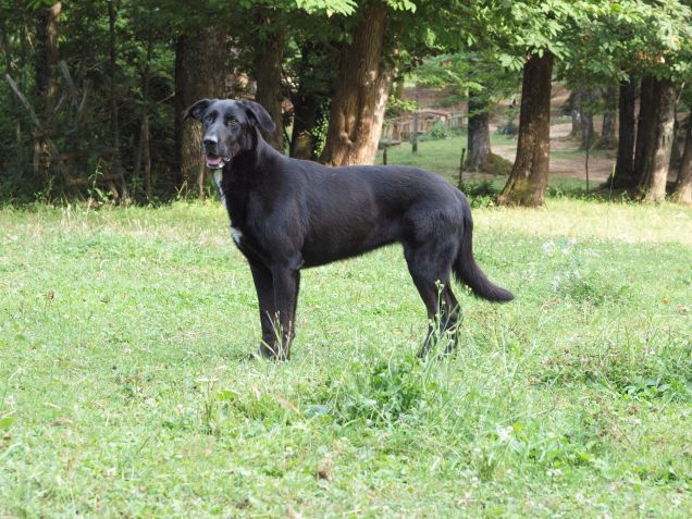 La mia stupenda cagnolona!!! 