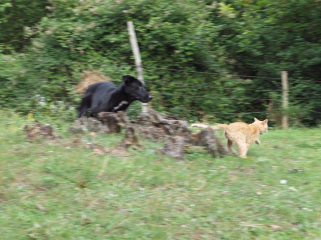 Vedremo chi la spunterà....