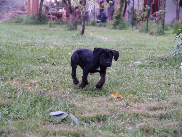 Quest'orecchie dove le metto?