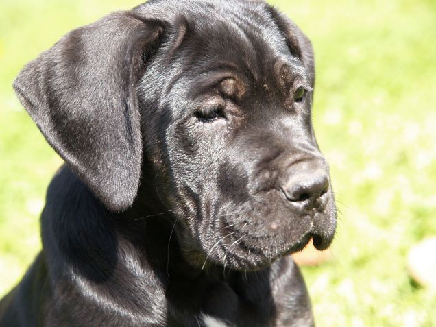 Seriamente imbronciata