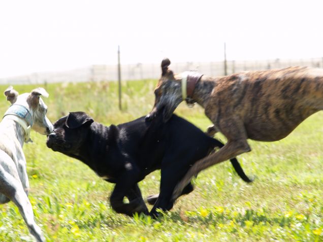 Caccia al Corso nero...