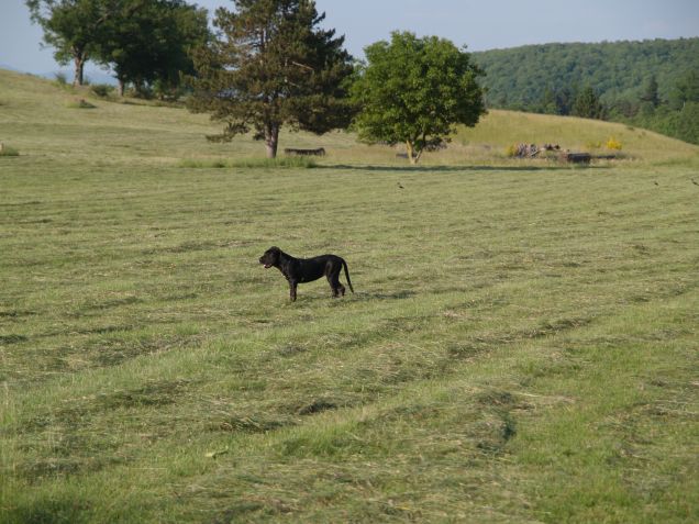 Ciaspolina ai Pratoni del Vivaro