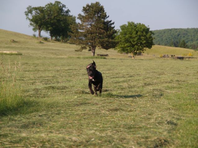 Mugolina spensierata