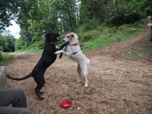 Mi concede questo ballo?