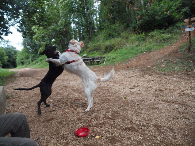 Passo 1, 2, 3 e passo...