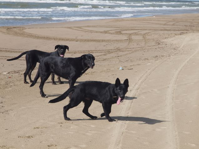 Masál dell'Antico Boietto, Neike Schnüßchen & Ansgar Magic of Czech