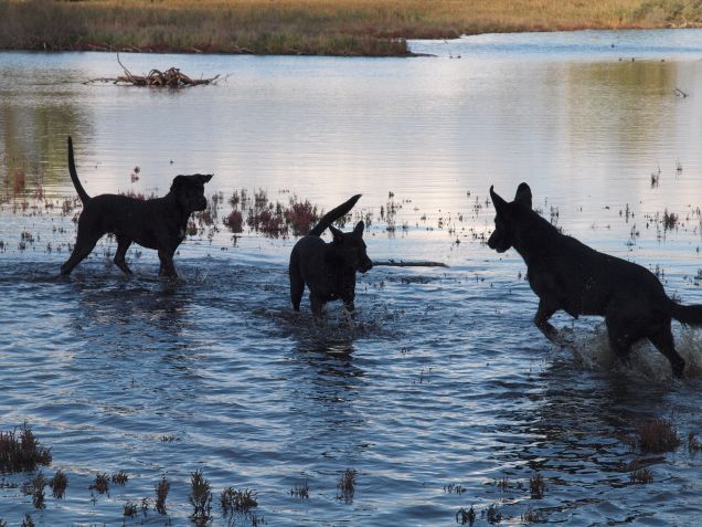 Salviamo il possibile