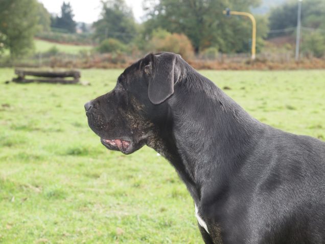 ...da guardia e/o difesa?! 