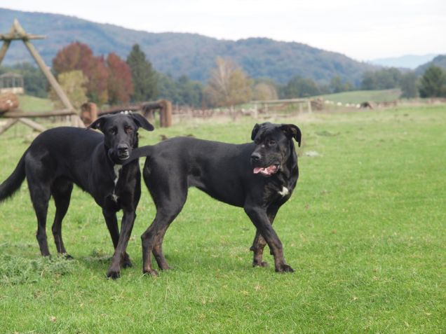 Coda-poggia(testa)muso 
