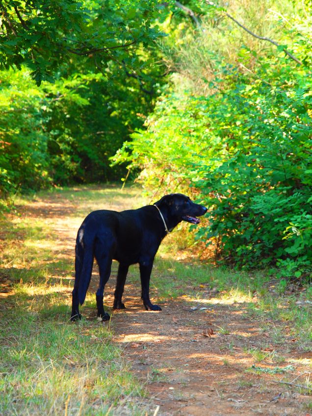 Il sentiero delle Ville Tuscolane 