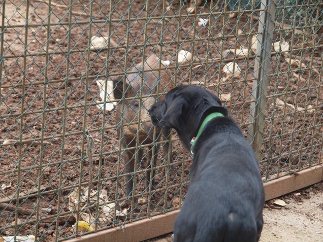 Dunque, amico cinghiale, chi dei due è costretto in un recinto?