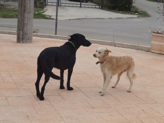Un nero romano incontra un rosso ciociaro 