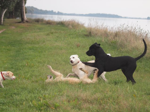 Catena di 'smontaggio' 