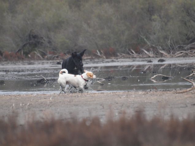 Dall'acqua, di petto!