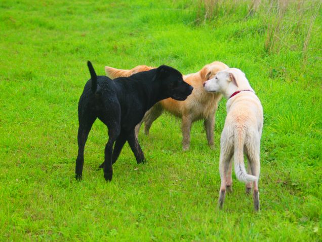 Il bianco, il nero e il giallo