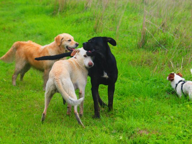 Gli opposti si attraggono 