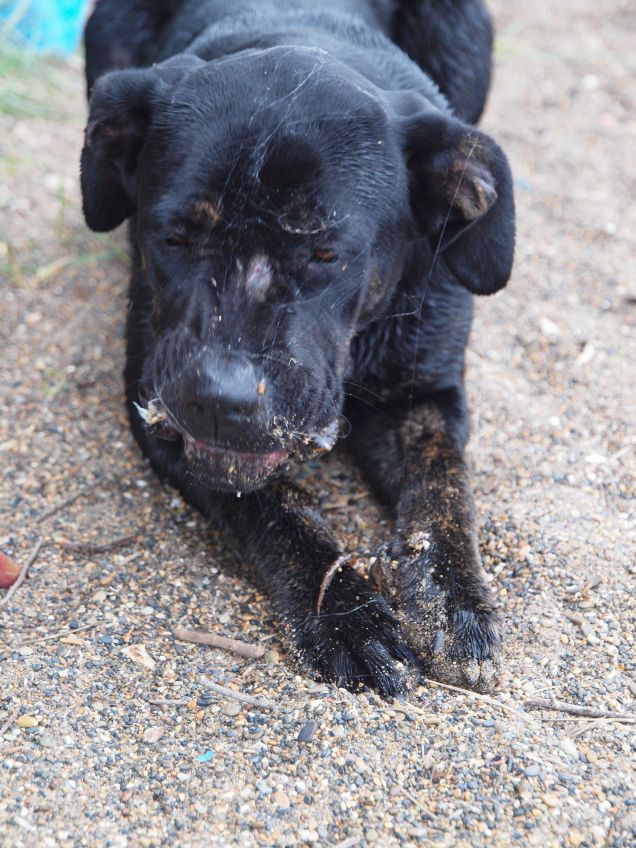 Spuntino di granchio prima di ritornare a casa 