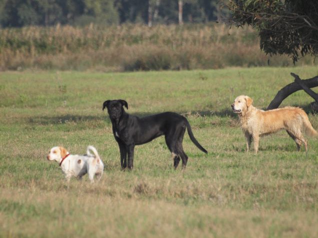Siam tre piccoli cagnolin...