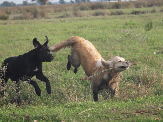 Cane Corso vs Golden Retriever 