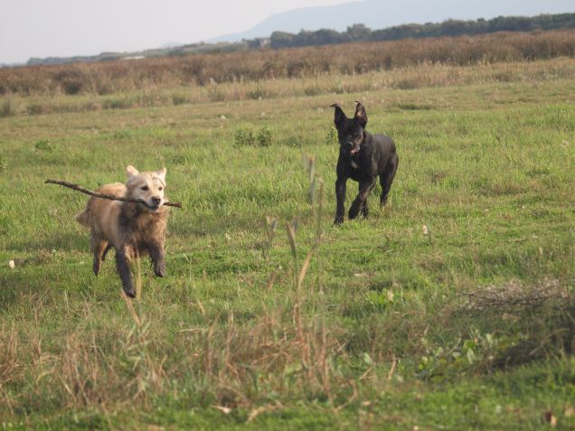 Alla rivincita del bastoncino rubato