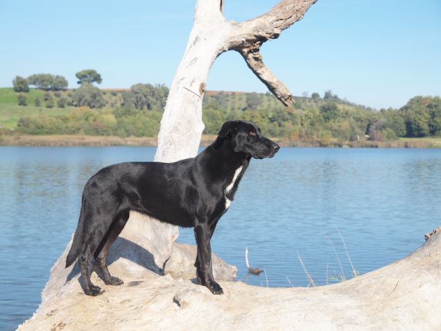 Il 'bastone' della vecchiaia 