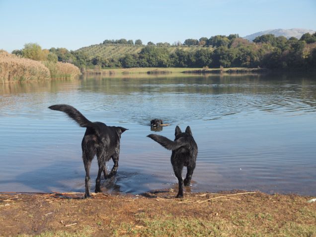 Sventolano le codine nere 