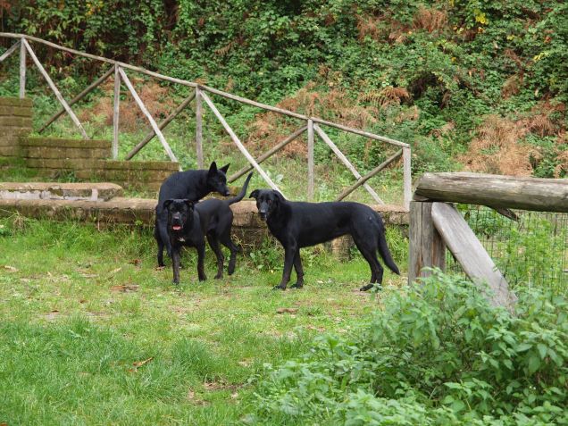Najčinka, Mášenka a Aníček 