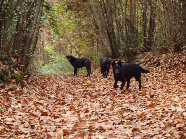 Neroni tra i marroni 