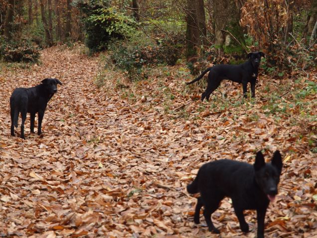 Mare di foglie secche 