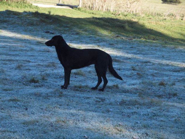 Residui d'ombra e brina mattutina 