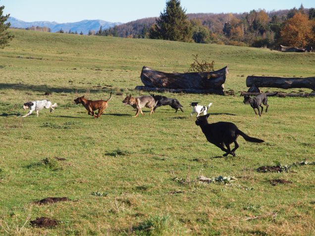 Unità di accalappiaggio 