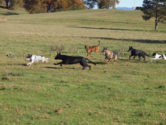 Tutti per uno, uno per tutti!!! 