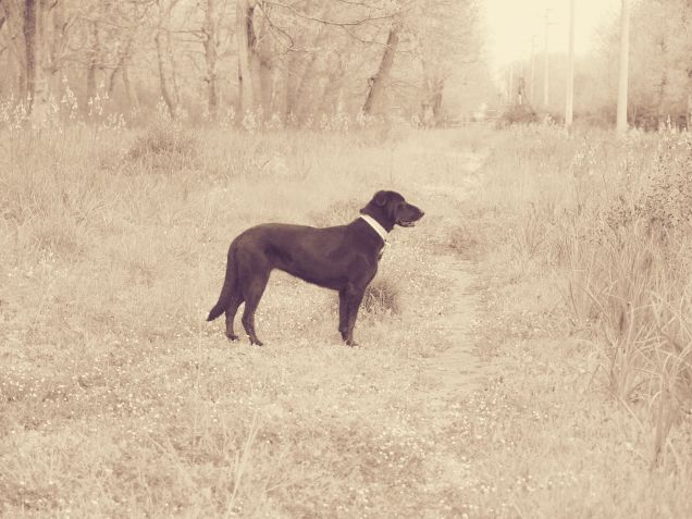 Cane 'd'altri tempi'...