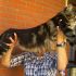 Maine Coon maschio disponibile per accoppiamento