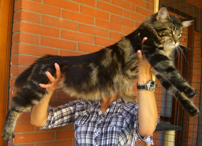 Maine Coon maschio disponibile per accoppiamento