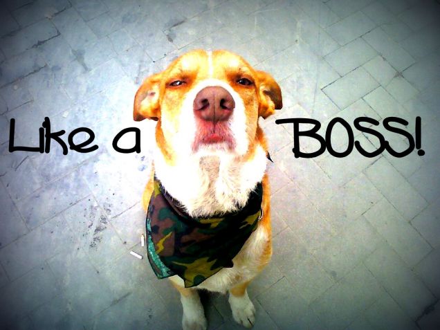 Leo the Boss ;D